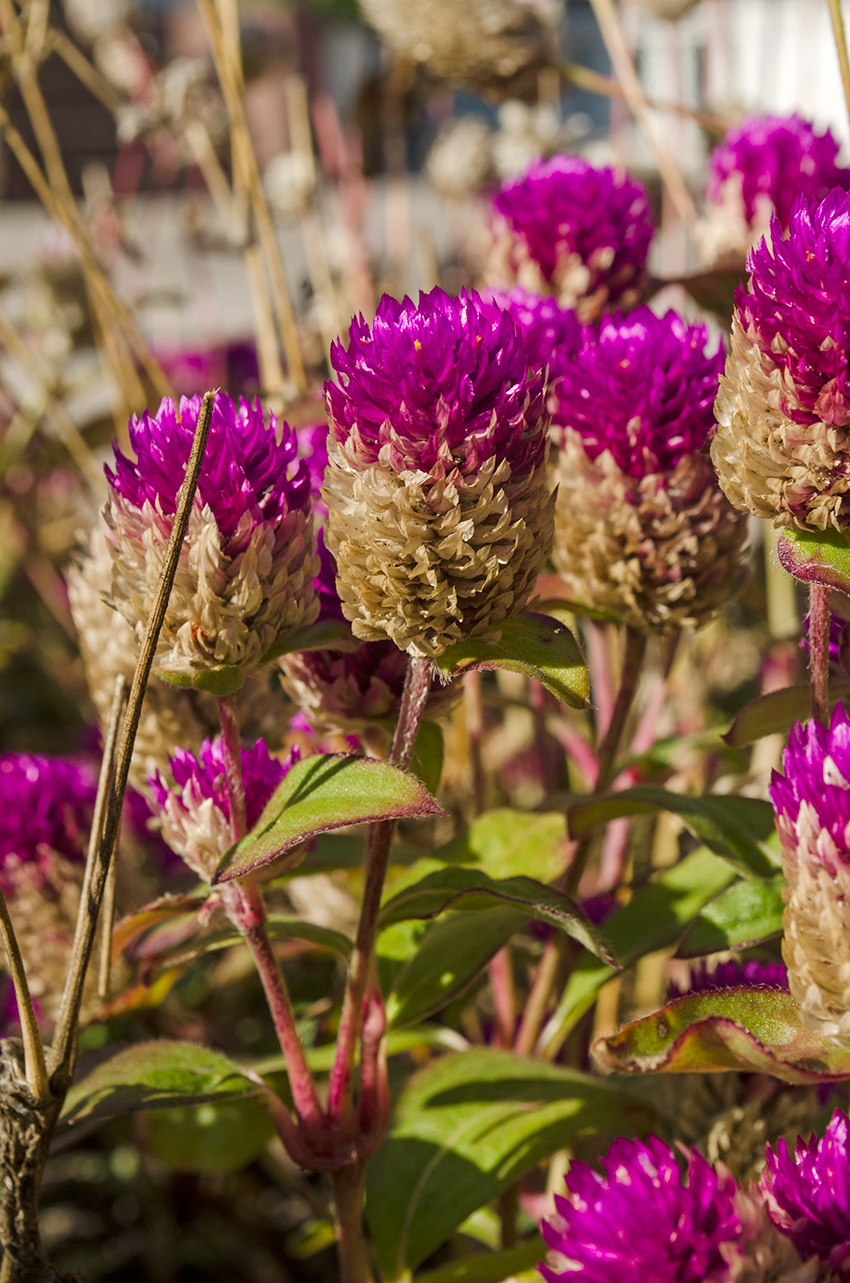 Image of Gomphrena globosa specimen.