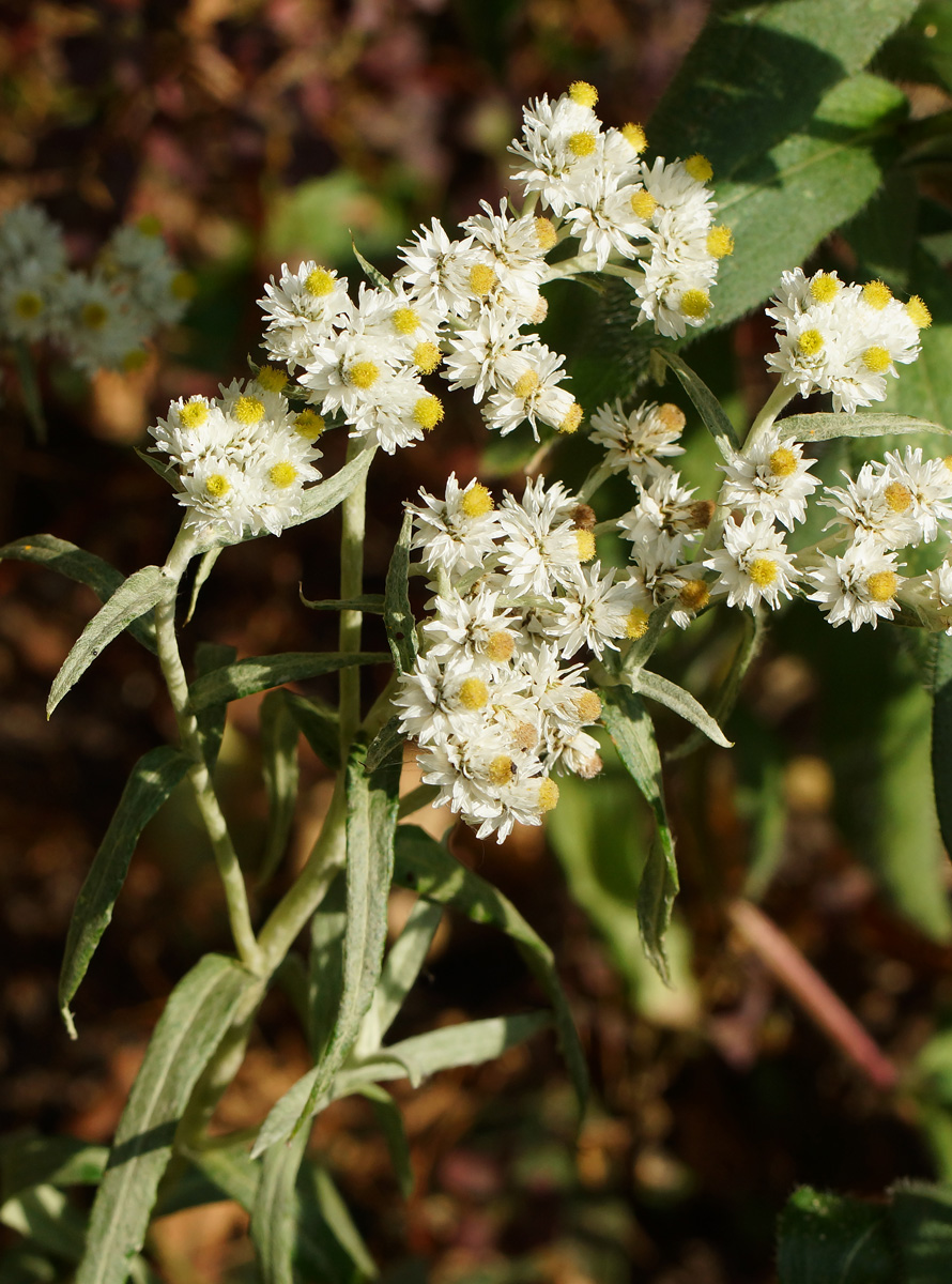 Изображение особи Anaphalis margaritacea.