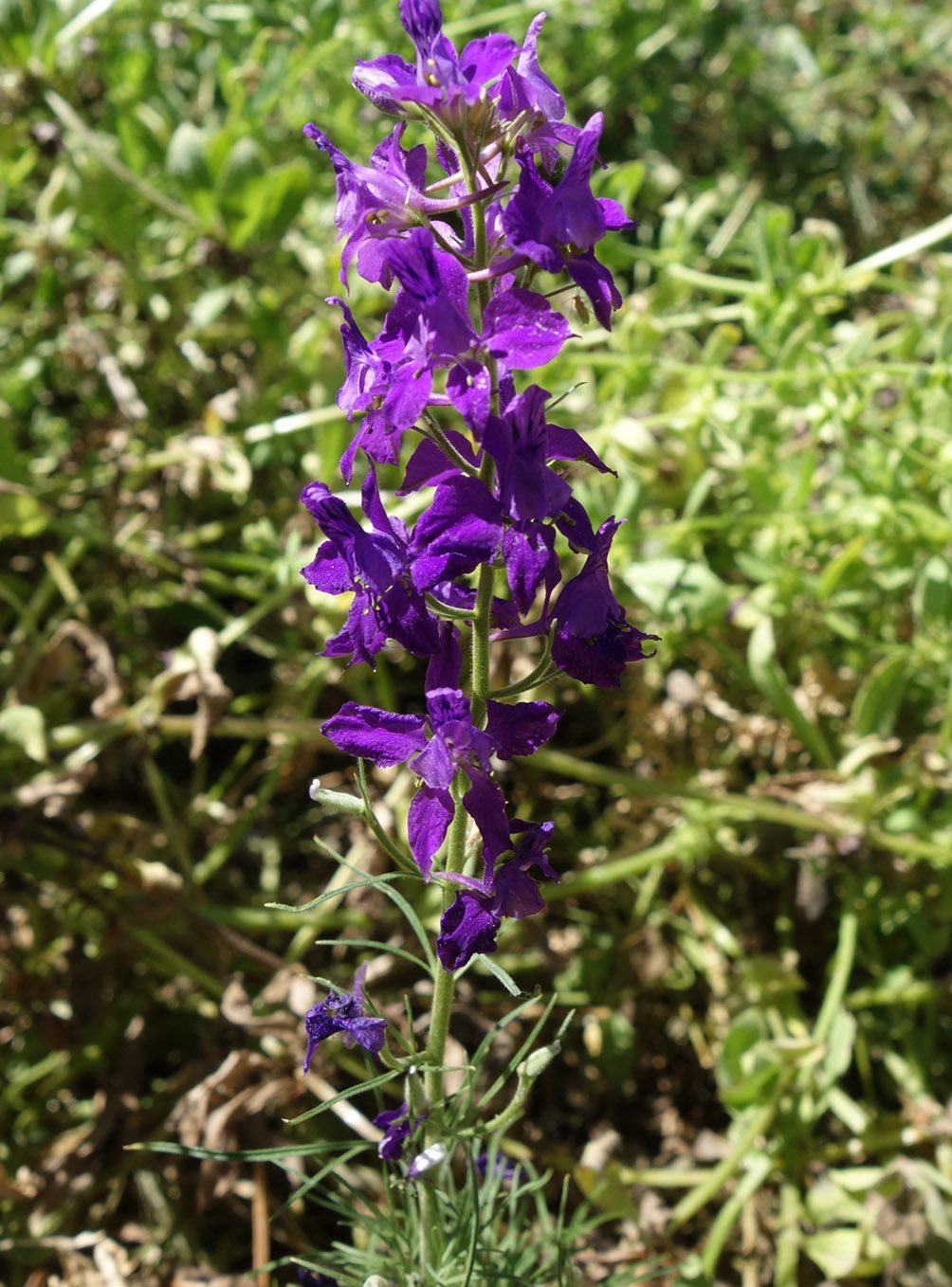 Изображение особи Delphinium hispanicum.