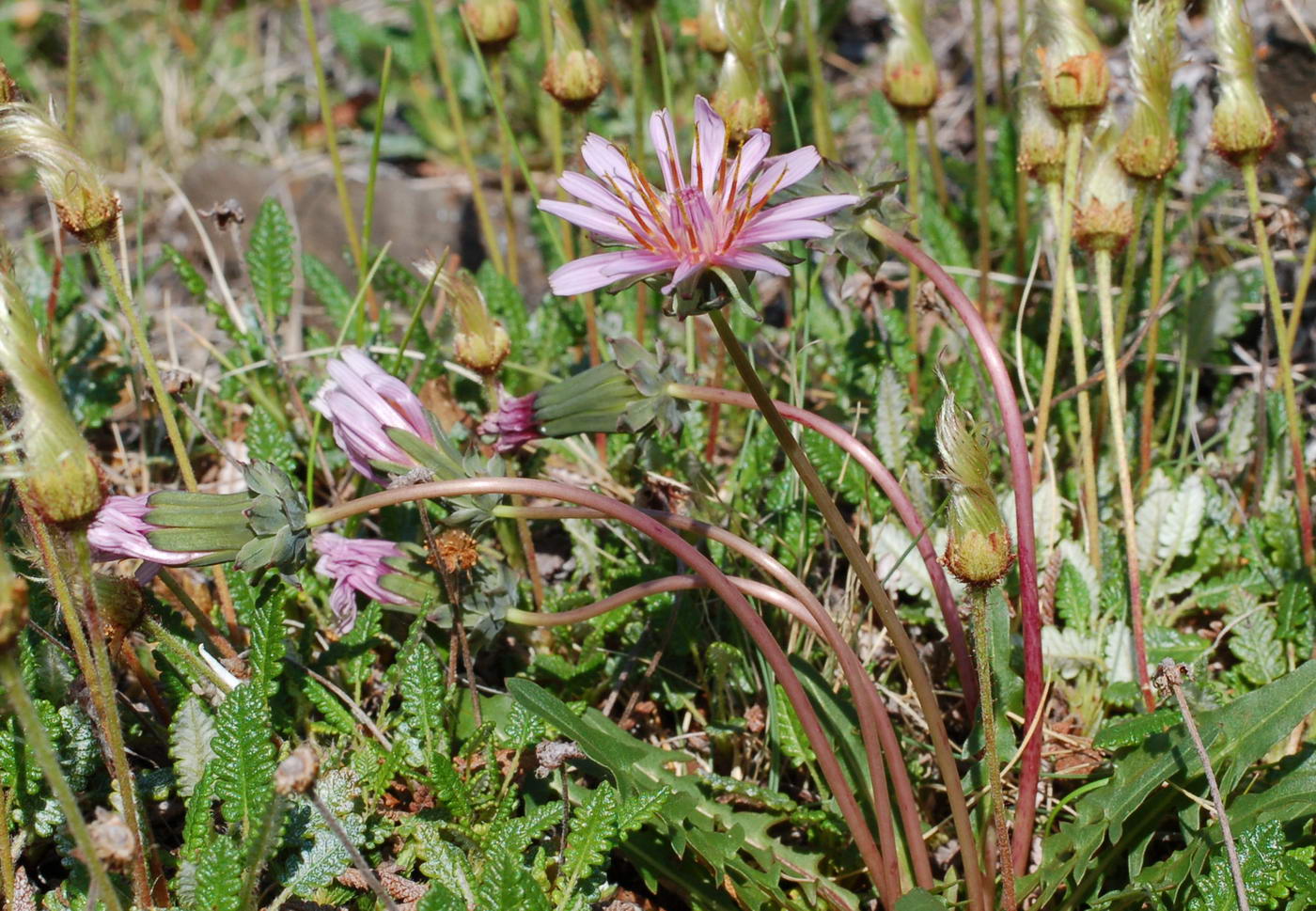 Image of Taraxacum soczavae specimen.