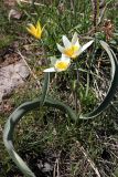 Tulipa turkestanica. Цветущее растение. Казахстан, Туркестанская обл., Тюлькубасский р-н, окр. с. Жабаглы, ≈ 1400 м н.у.м., на каменистом склоне. 30 марта 2020 г.