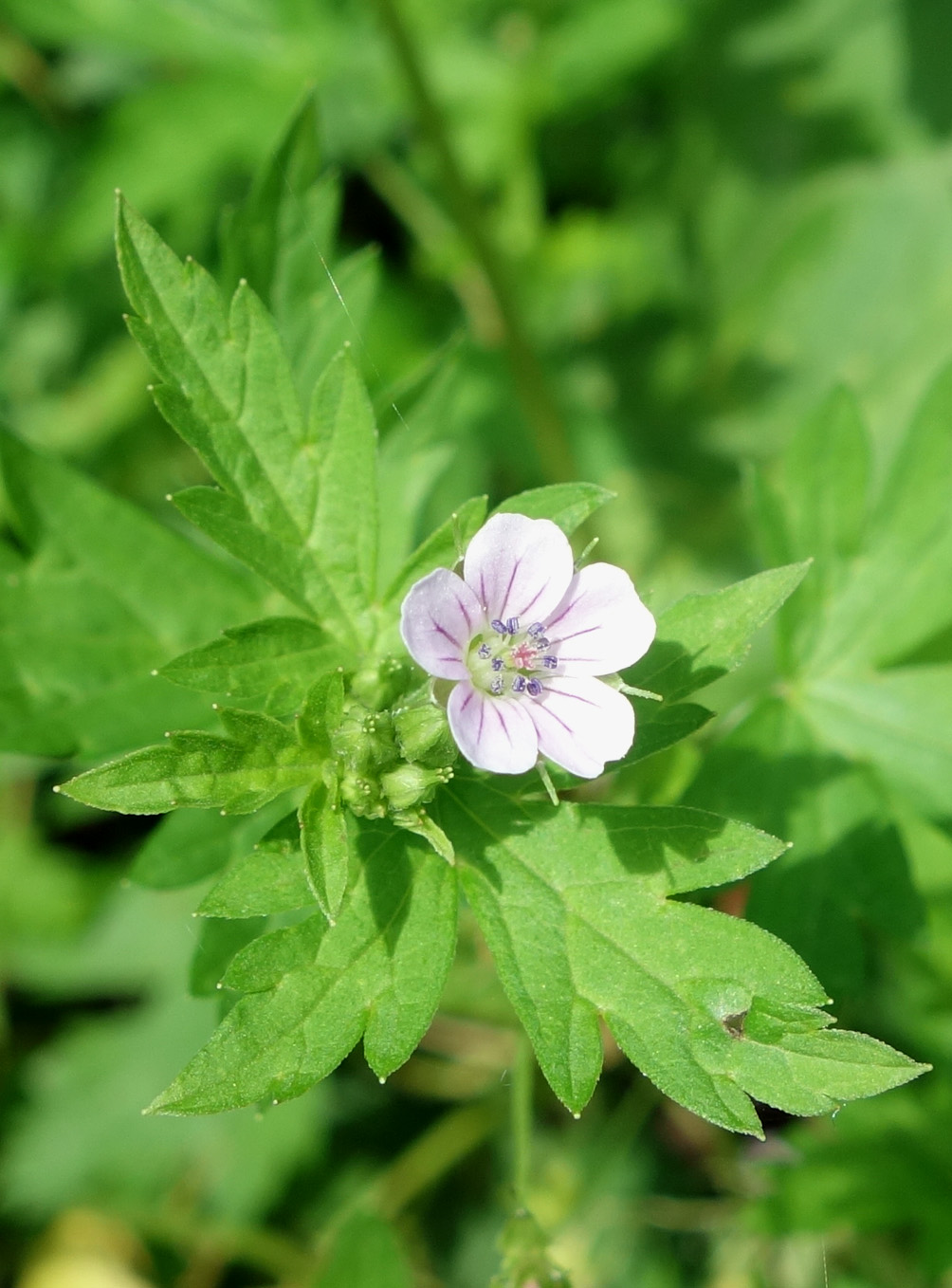 Image of Geranium sibiricum specimen.