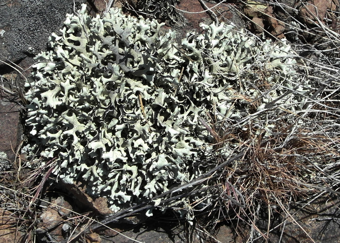 Image of Xanthoparmelia vagans specimen.