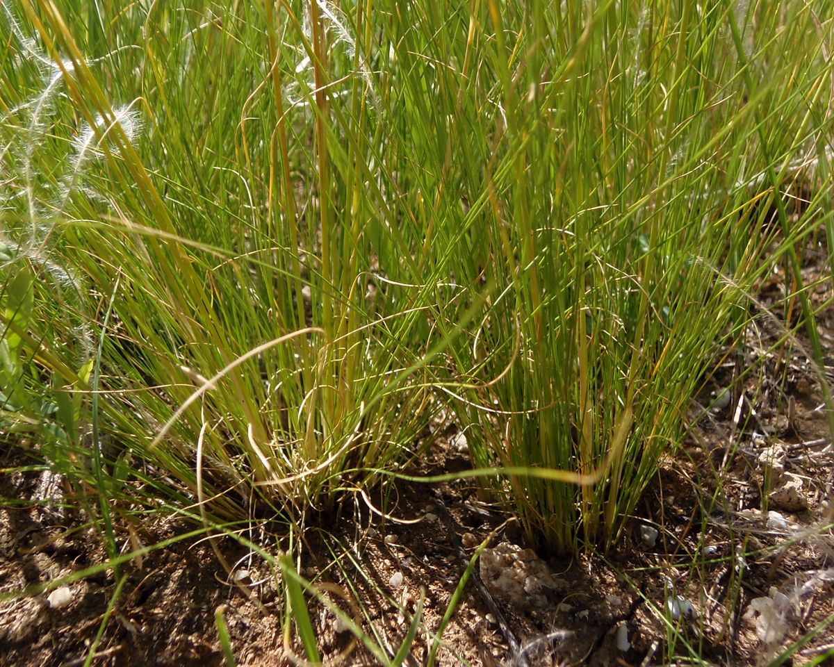 Изображение особи род Stipa.