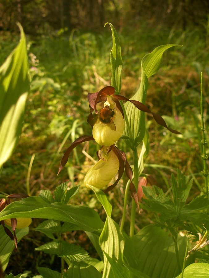 Image of Cypripedium calceolus specimen.