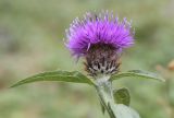 Centaurea nigra