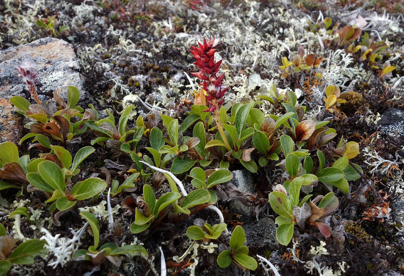 Image of Salix phlebophylla specimen.