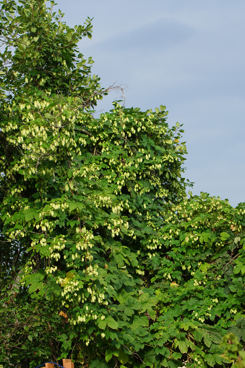 Image of Humulus lupulus specimen.