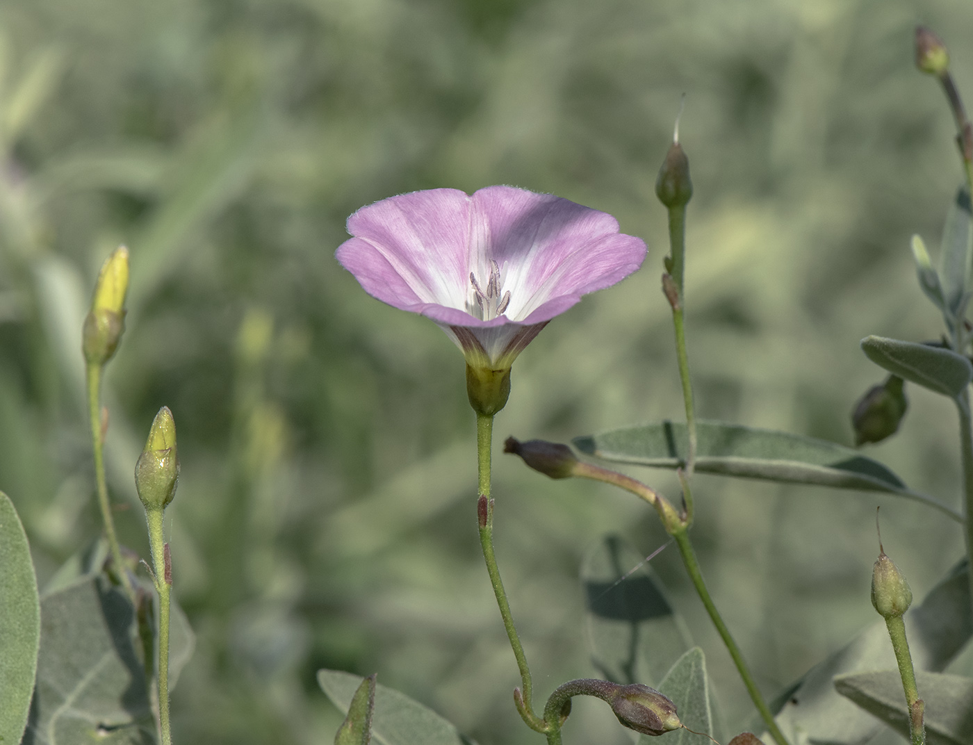 Image of Convolvulus arvensis specimen.