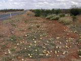 Citrullus colocynthis. Аспект плодоносящих растений. Австралия, Северные Территории, горная система Западный Макдоннелл (West MacDonnell), национальный парк \"West MacDonnell Ranges\", обочина шоссе Namatjira Drive, примерно 140 км к западу от Alice Springs. 25.10.2009.