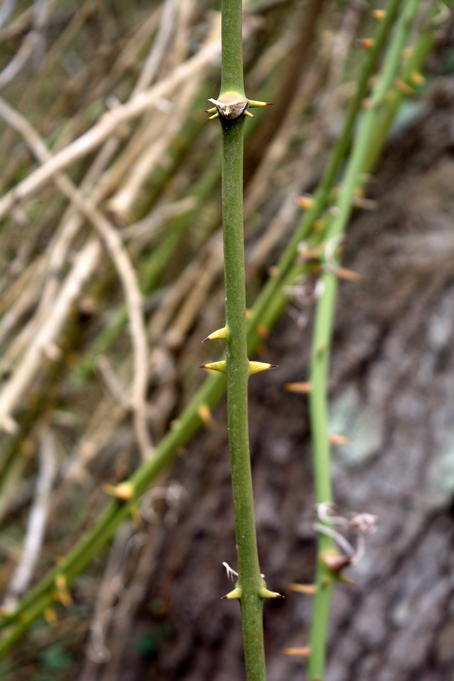 Image of Smilax excelsa specimen.