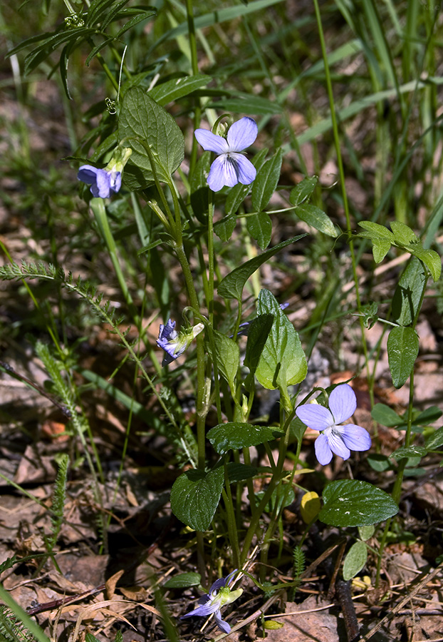 Image of Viola canina specimen.
