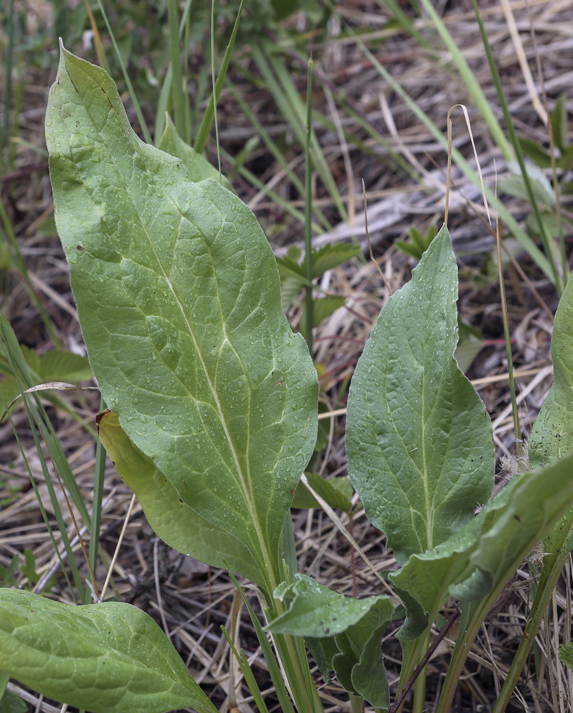 Изображение особи Cynoglossum officinale.