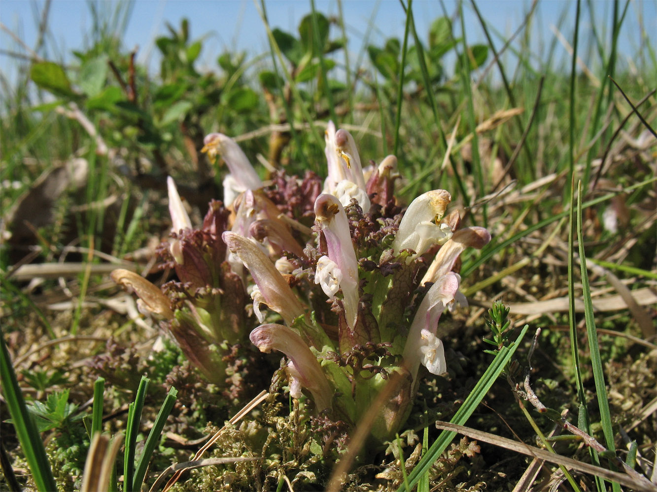 Image of Pedicularis sylvatica specimen.