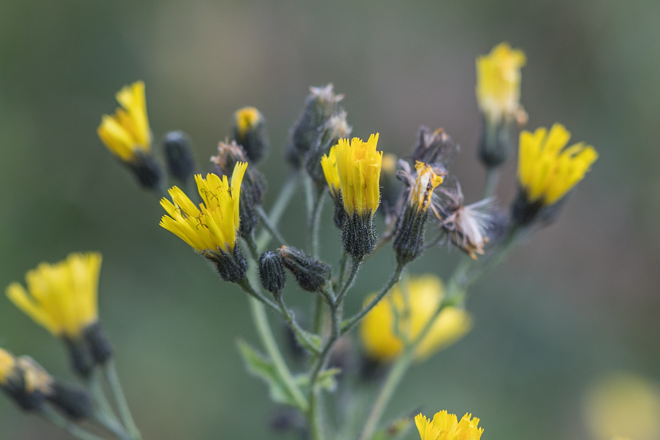 Изображение особи род Hieracium.