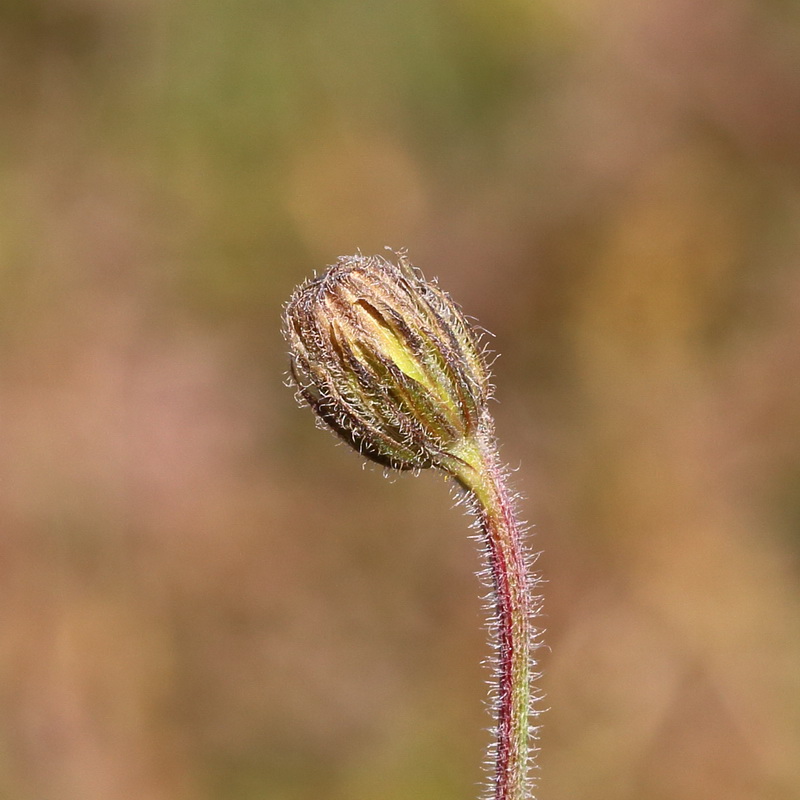 Image of Crepis rhoeadifolia specimen.