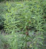 Polygonatum verticillatum