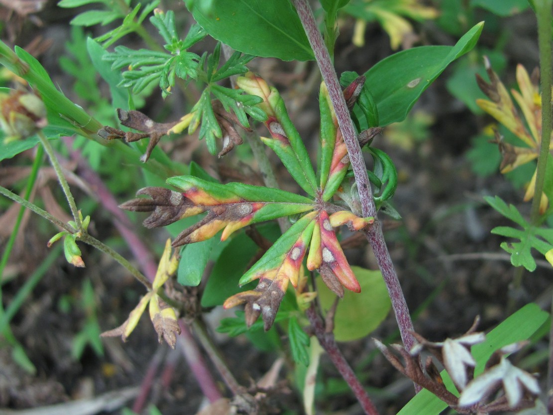 Image of Potentilla argentea specimen.