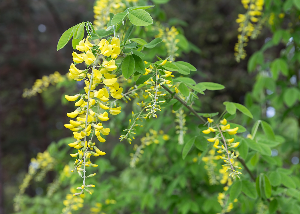 Изображение особи Laburnum anagyroides.