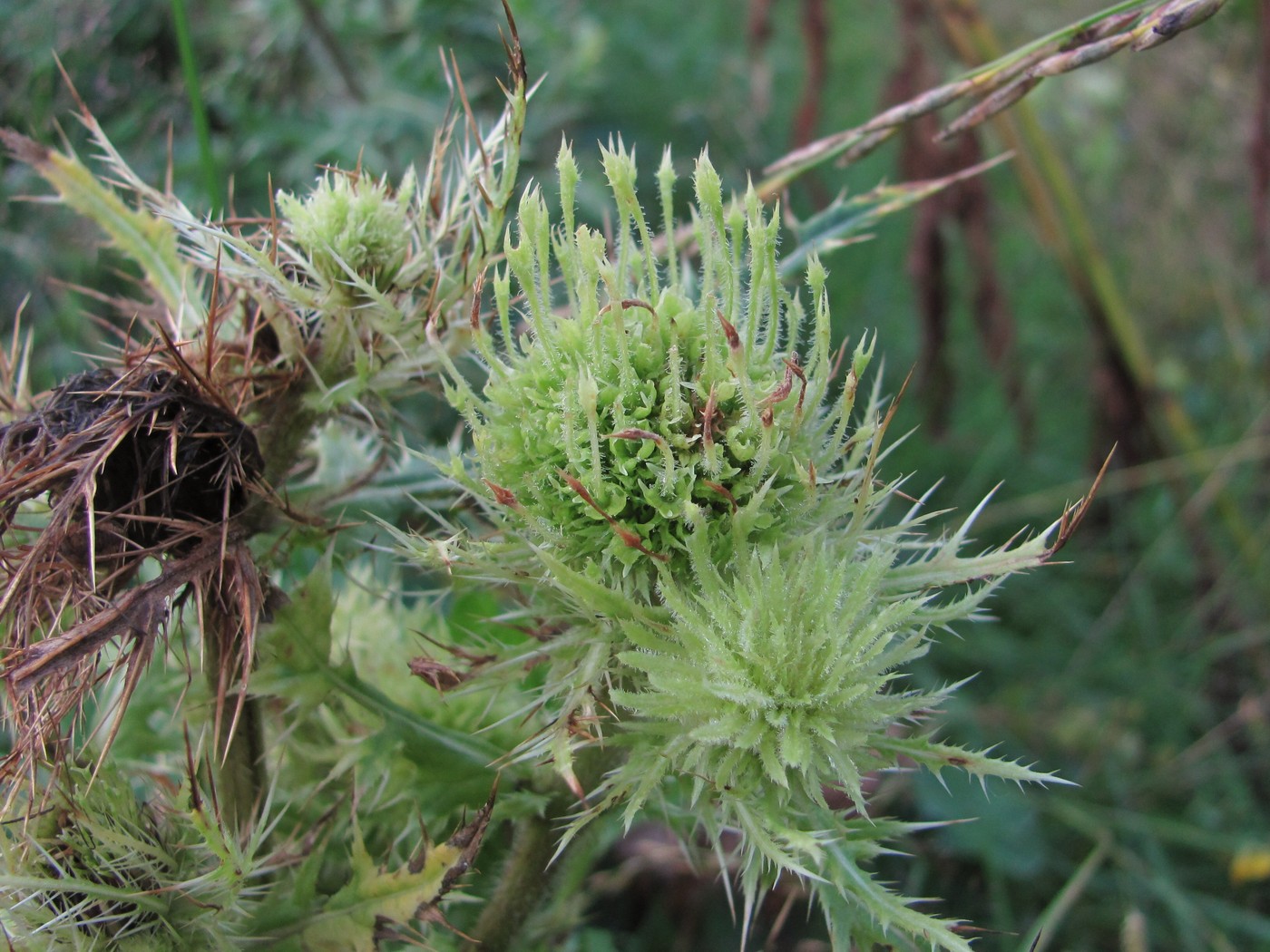 Изображение особи Cirsium obvallatum.