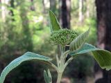 Viburnum lantana. Верхушка побега с бутонизирующим соцветием. Ульяновск, Заволжский р-н, Парк им. 40-летия ВЛКСМ. 14.05.2022.