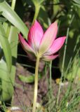 Tulipa humilis