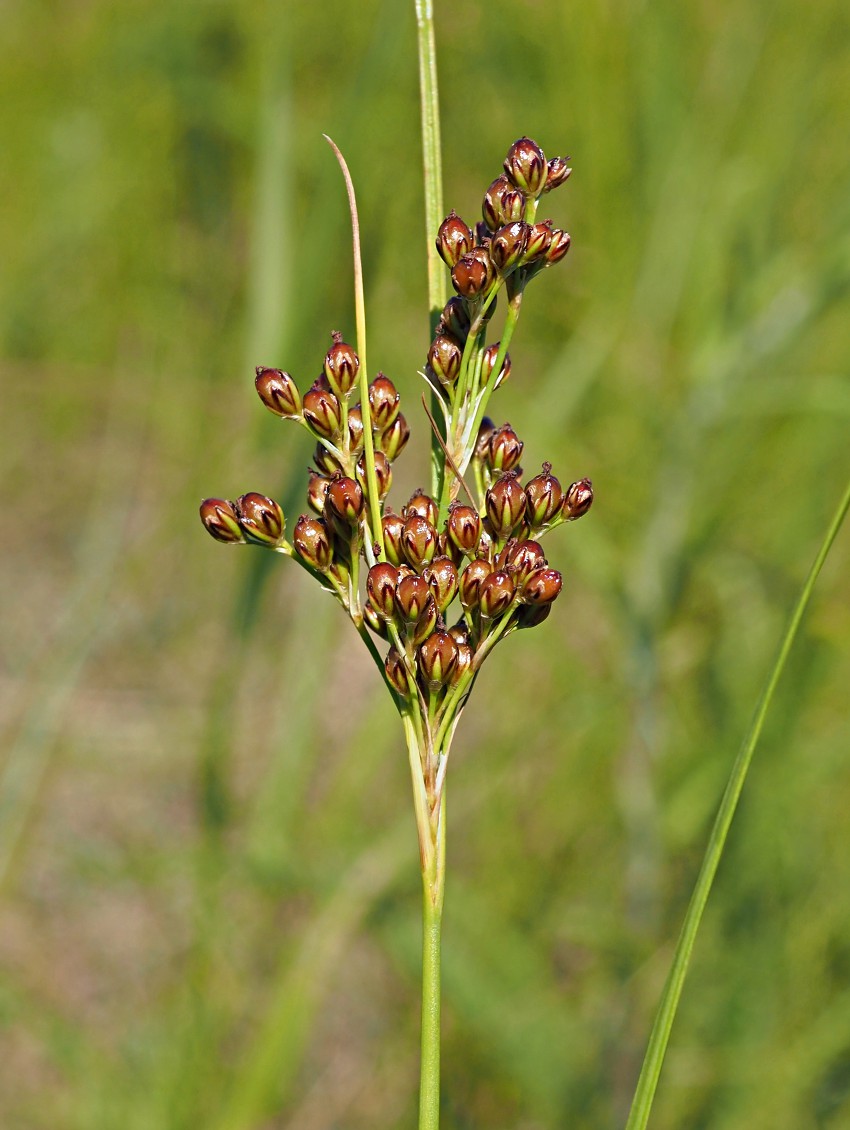 Image of Juncus compressus specimen.