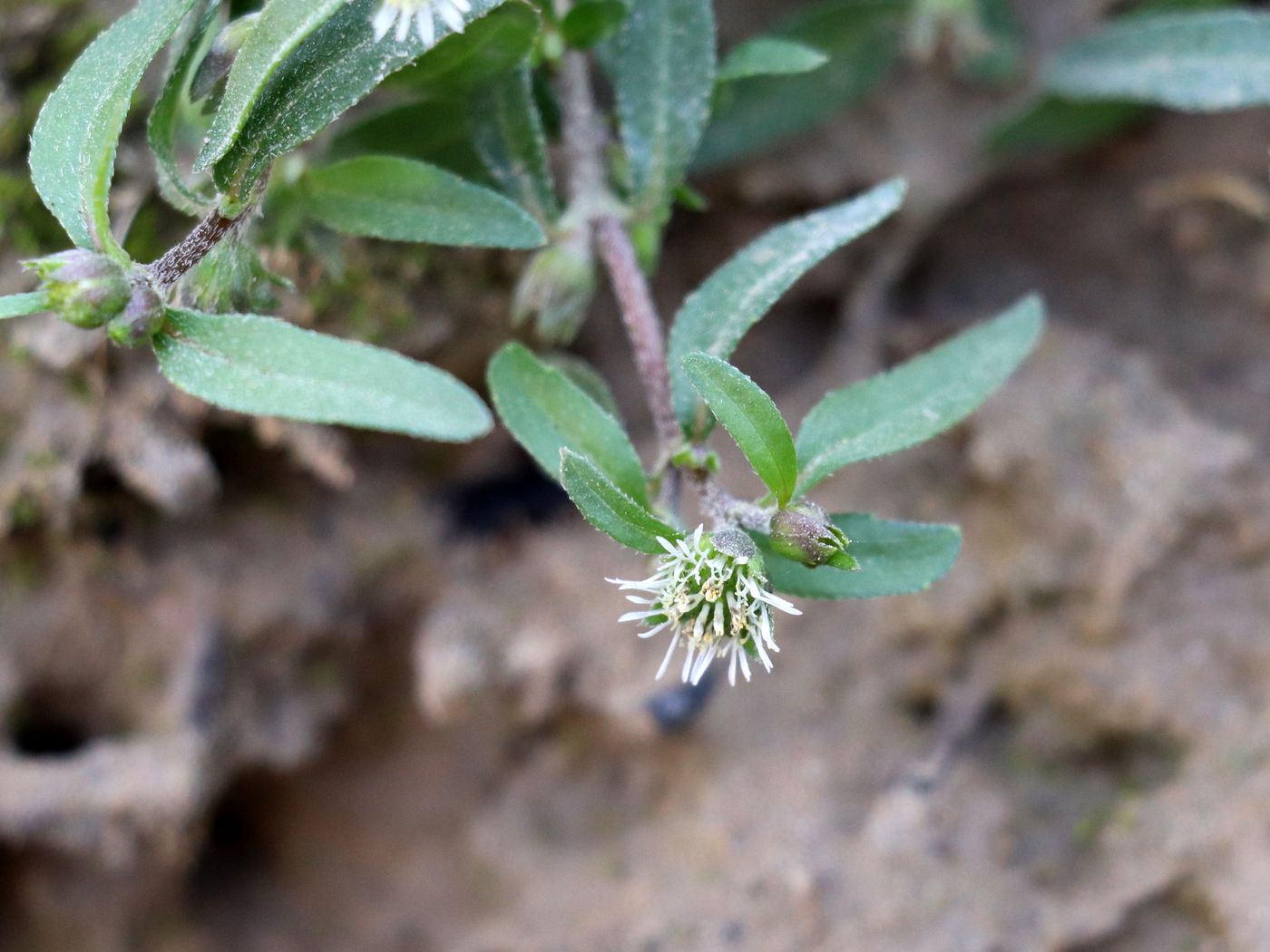 Image of Eclipta prostrata specimen.