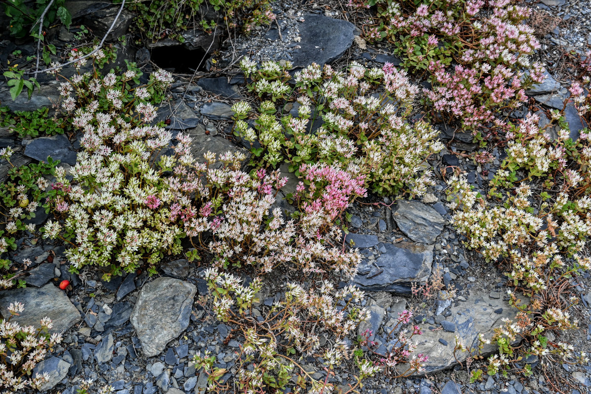 Изображение особи Sedum oppositifolium.