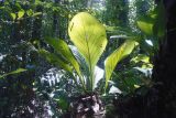 genus Anthurium. Вегетирюущее растение.Венесуэла, штат Боливар, национальный парк \"Канайма\". 26.01.2007.