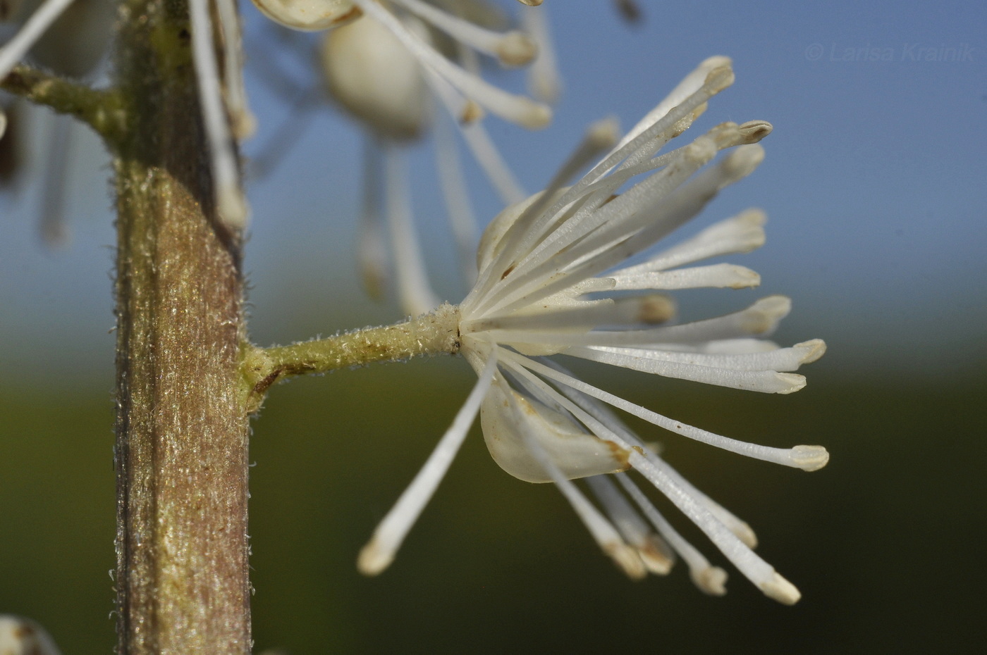 Image of Cimicifuga simplex specimen.