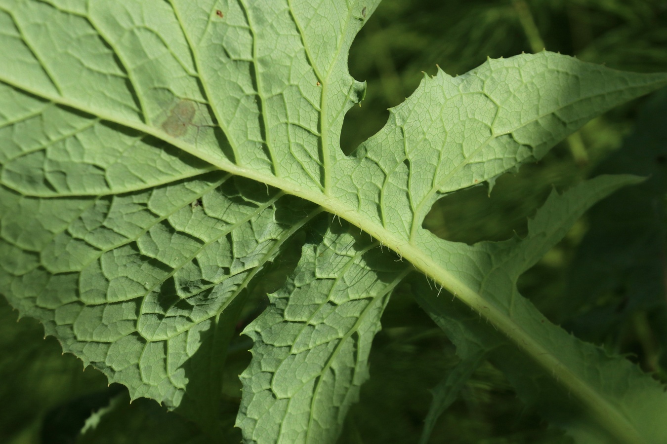 Image of Cicerbita alpina specimen.