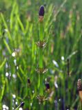 Equisetum fluviatile