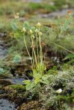 Parnassia palustris. Плодоносящее растение. Кольский р-н, окр. с. Териберка, природный парк «Териберка», высота 111.7 рядом с батареей № 199, сырая задернованная окрайка покатого плоского скального обнажения. 04.08.2022.