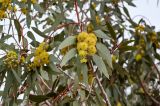 genus Eucalyptus. Часть ветви с соцветиями. Марокко, обл. Драа - Тафилалет, г. Варзазат, в культуре. 01.01.2023.
