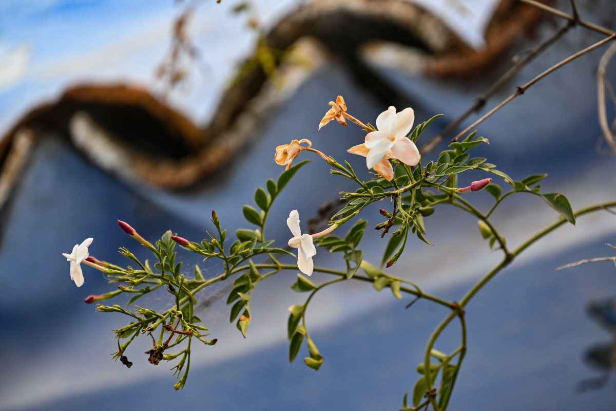 Image of Jasminum officinale specimen.