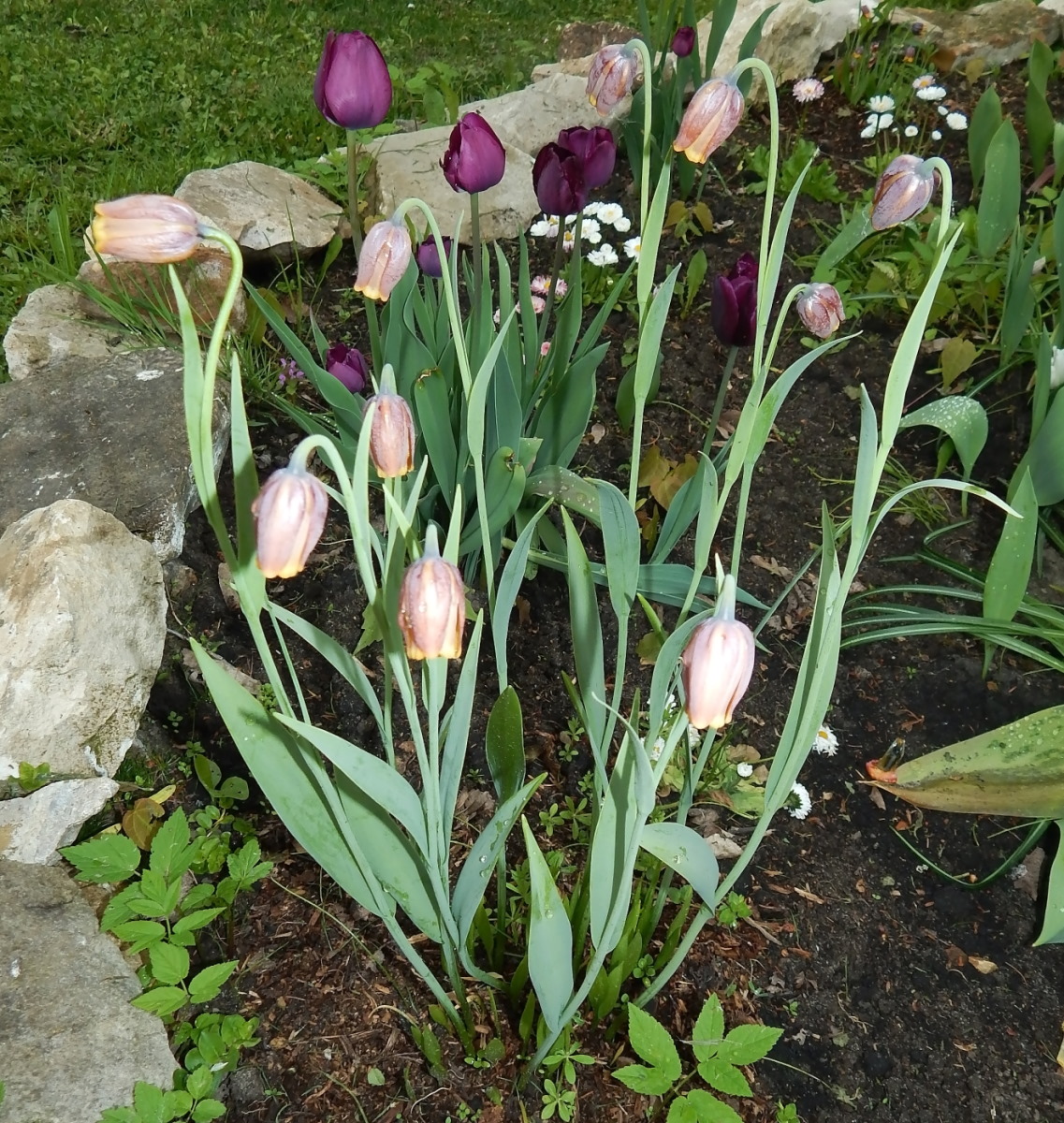 Image of Fritillaria uva-vulpis specimen.