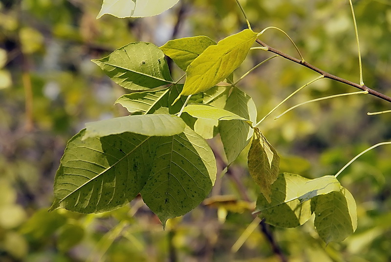 Image of Ptelea trifoliata specimen.