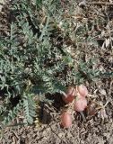 Astragalus skorniakowii