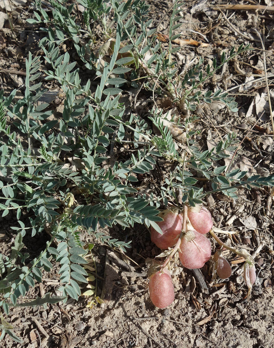 Изображение особи Astragalus masenderanus.