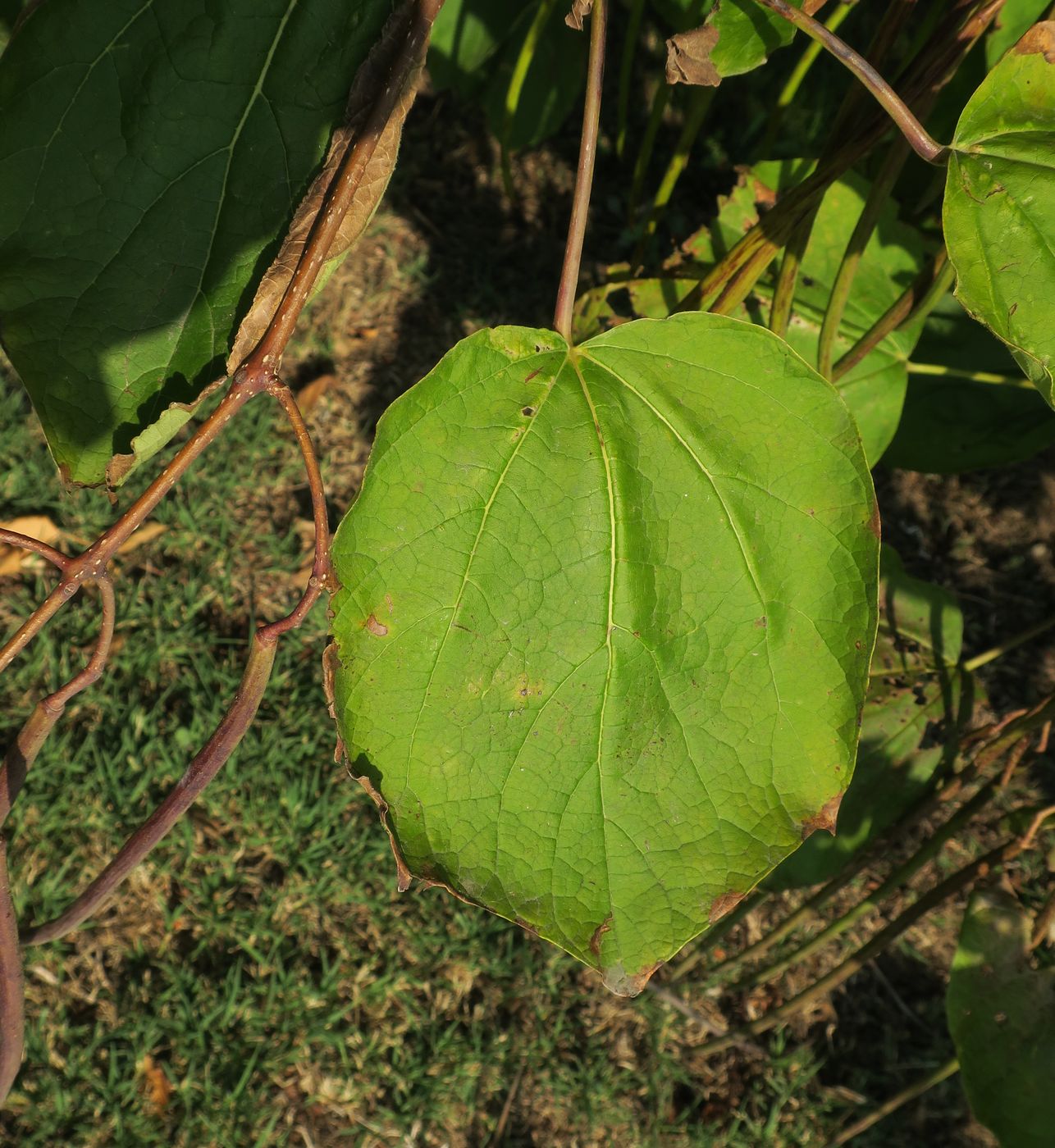 Image of Catalpa bignonioides specimen.