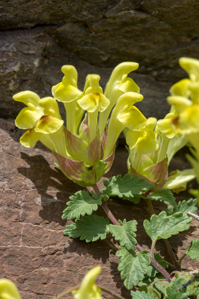 Image of Scutellaria orientalis specimen.