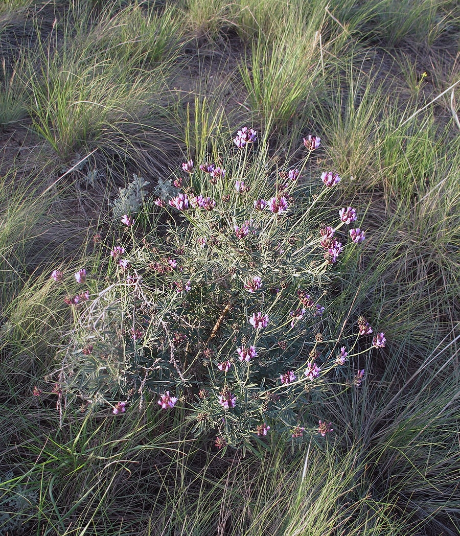 Image of Astragalus arbuscula specimen.