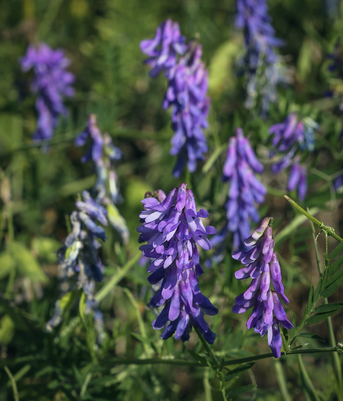 Image of Vicia cracca specimen.