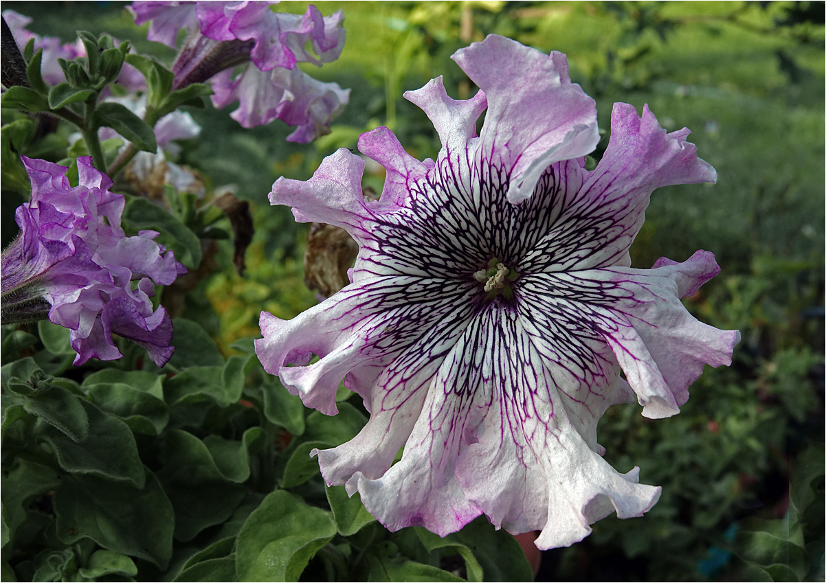 Image of Petunia &times; hybrida specimen.