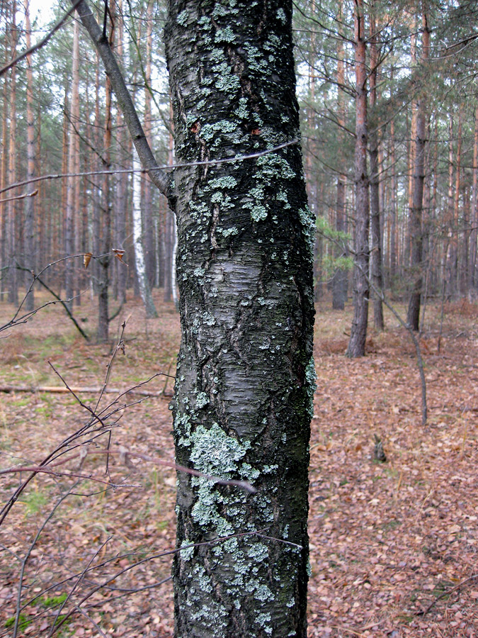 Image of Betula kotulae specimen.