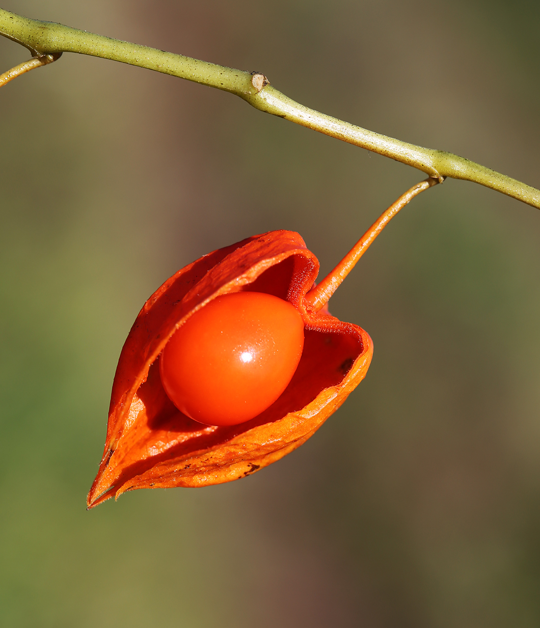 Image of Alkekengi officinarum var. franchetii specimen.