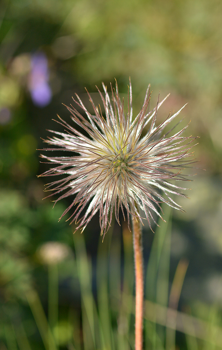 Image of Pulsatilla aurea specimen.