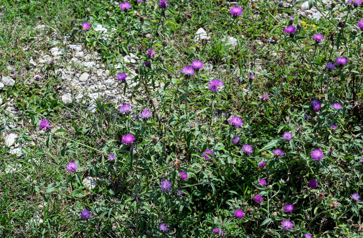 Изображение особи Centaurea iberica.