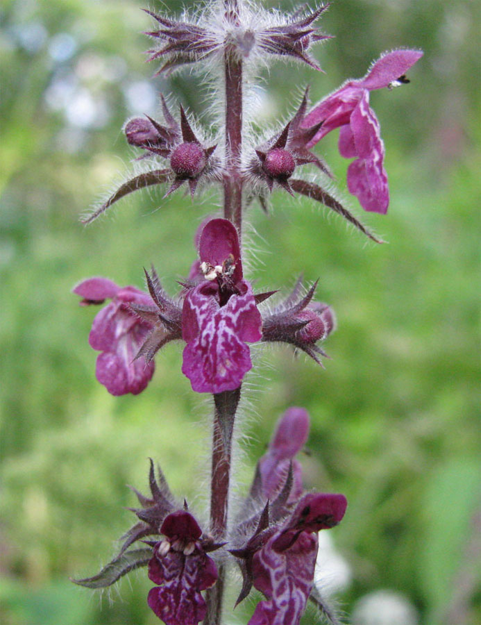 Изображение особи Stachys sylvatica.